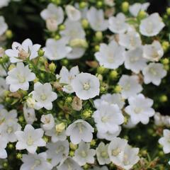 Zvonek 'MiraBell Compact White' - Campanula interspecific 'MiraBell Compact White'
