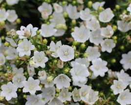 Zvonek 'MiraBell Compact White'