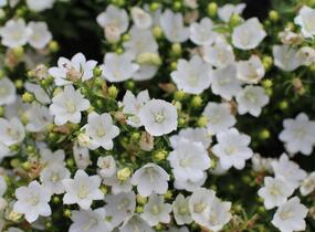 Zvonek 'MiraBell Compact White' - Campanula interspecific 'MiraBell Compact White'