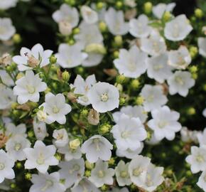 Zvonek 'MiraBell Compact White' - Campanula interspecific 'MiraBell Compact White'