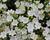 Zvonek 'MiraBell Compact White'