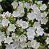 Campanula interspecific 'MiraBell Compact White'.JPG