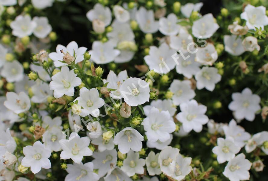 Zvonek 'MiraBell Compact White' - Campanula interspecific 'MiraBell Compact White'