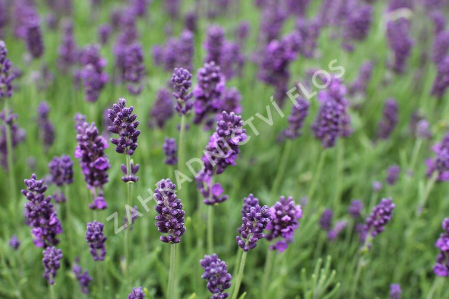Levandule úzkolistá 'Lavanto Purple' - Lavandula angustifolia 'Lavanto Purple'