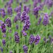 Levandule úzkolistá 'Lavanto Purple' - Lavandula angustifolia 'Lavanto Purple'