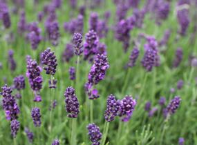 Levandule úzkolistá 'Lavanto Purple' - Lavandula angustifolia 'Lavanto Purple'