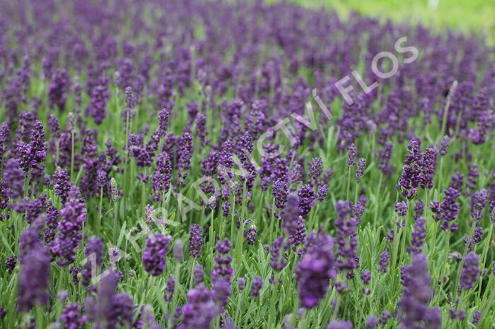 Levandule úzkolistá 'Lavanto Purple' - Lavandula angustifolia 'Lavanto Purple'