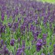 Levandule úzkolistá 'Lavanto Purple' - Lavandula angustifolia 'Lavanto Purple'