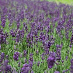 Levandule úzkolistá 'Lavanto Purple' - Lavandula angustifolia 'Lavanto Purple'