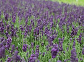 Levandule úzkolistá 'Lavanto Purple' - Lavandula angustifolia 'Lavanto Purple'