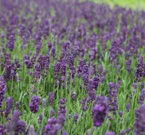 Levandule úzkolistá 'Lavanto Purple' - Lavandula angustifolia 'Lavanto Purple'