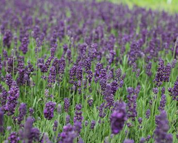 Levandule úzkolistá 'Lavanto Purple'
