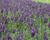 Levandule úzkolistá 'Lavanto Purple'