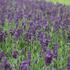 Lavandula angustifolia 'Lavanto Purple'.JPG