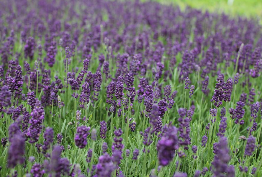 Levandule úzkolistá 'Lavanto Purple' - Lavandula angustifolia 'Lavanto Purple'