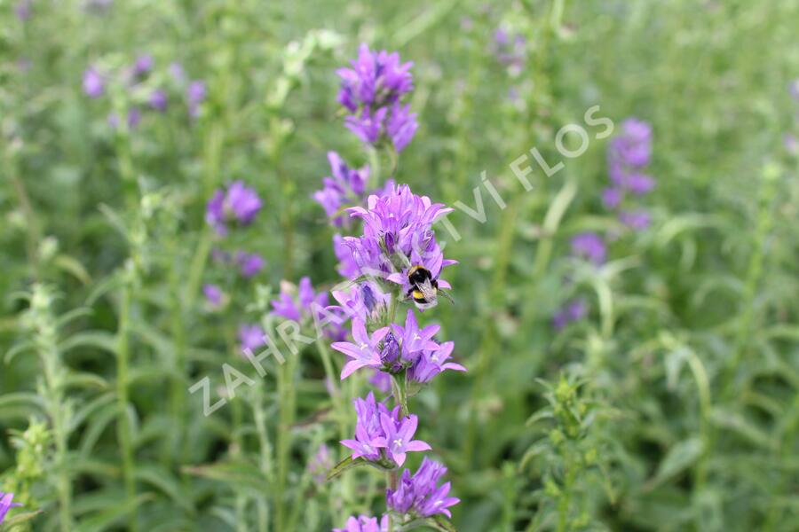 Zvonek klubkatý pomoučený - Campanula glomerata ssp. farinosa