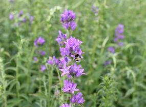 Zvonek klubkatý pomoučený - Campanula glomerata ssp. farinosa