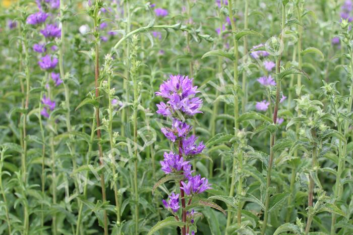 Zvonek klubkatý pomoučený - Campanula glomerata ssp. farinosa