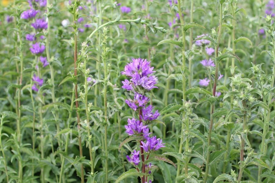 Zvonek klubkatý pomoučený - Campanula glomerata ssp. farinosa