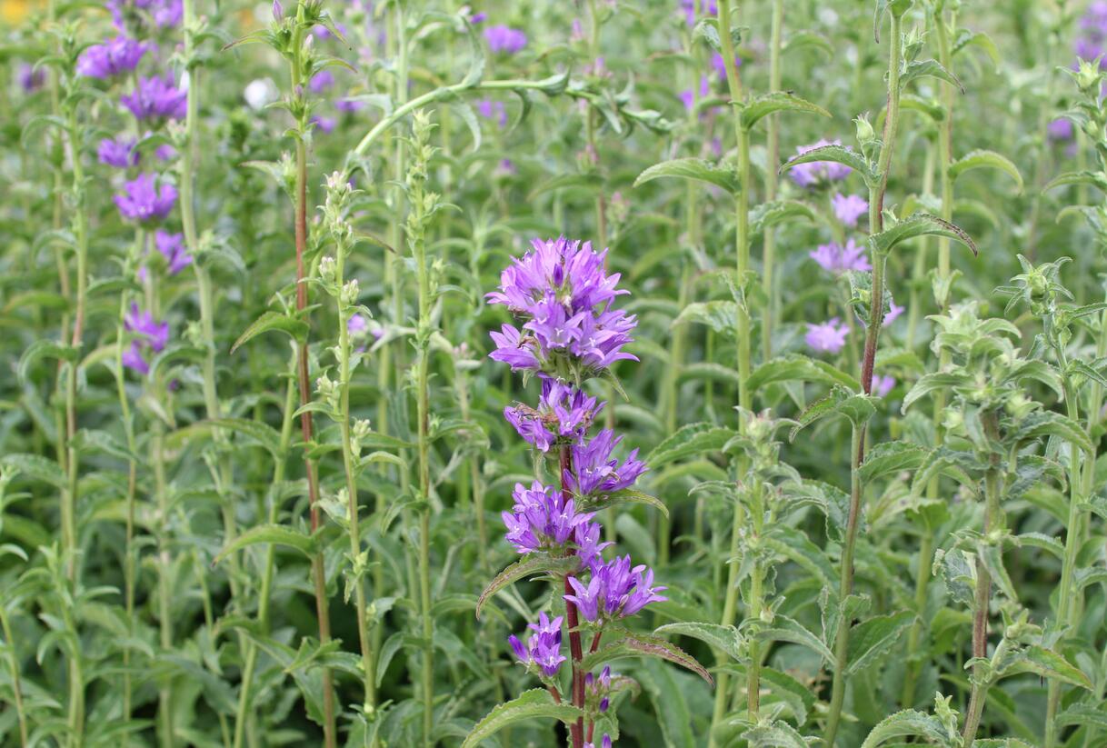 Zvonek klubkatý pomoučený - Campanula glomerata ssp. farinosa