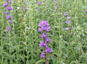 Zvonek klubkatý pomoučený - Campanula glomerata ssp. farinosa