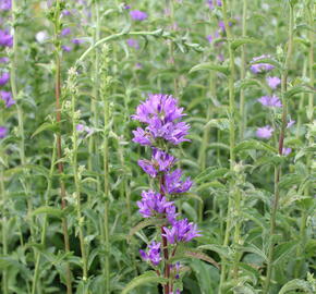 Zvonek klubkatý pomoučený - Campanula glomerata ssp. farinosa