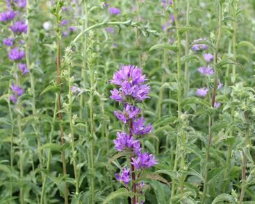 Zvonek klubkatý pomoučený