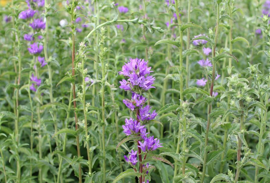 Zvonek klubkatý pomoučený - Campanula glomerata ssp. farinosa