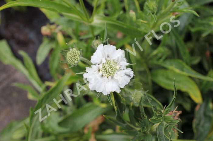 Hlaváč kavkazský 'Fama White' - Scabiosa caucasica 'Fama White'