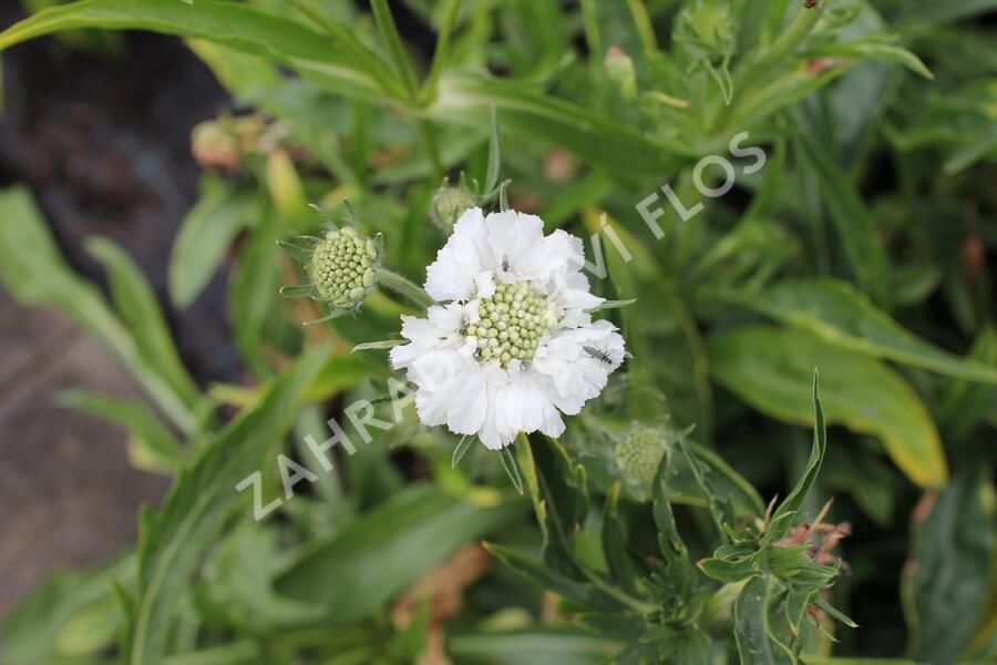 Hlaváč kavkazský 'Fama White' - Scabiosa caucasica 'Fama White'