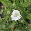 Hlaváč kavkazský 'Fama White' - Scabiosa caucasica 'Fama White'