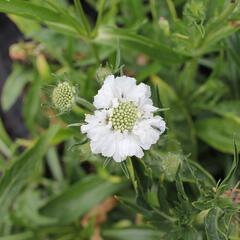 Hlaváč kavkazský 'Fama White' - Scabiosa caucasica 'Fama White'