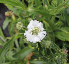 Hlaváč kavkazský 'Fama White' - Scabiosa caucasica 'Fama White'