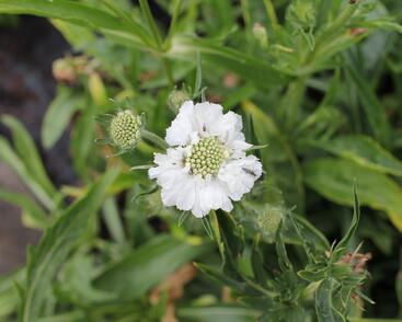Hlaváč kavkazský 'Fama White'