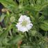 Scabiosa caucasica 'Fama White'.JPG
