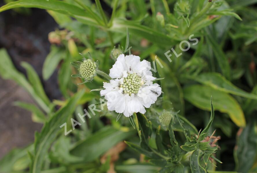 Hlaváč kavkazský 'Fama White' - Scabiosa caucasica 'Fama White'