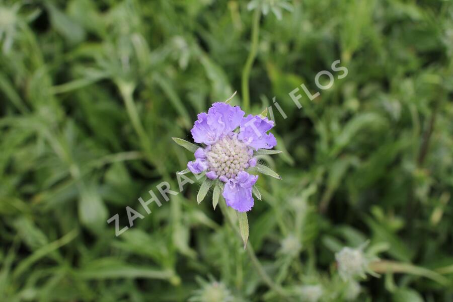 Hlaváč kavkazský 'Fama Deep Blue' - Scabiosa caucasica 'Fama Deep Blue'