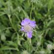 Hlaváč kavkazský 'Fama Deep Blue' - Scabiosa caucasica 'Fama Deep Blue'
