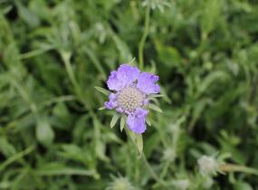 Hlaváč kavkazský 'Fama Deep Blue' - Scabiosa caucasica 'Fama Deep Blue'