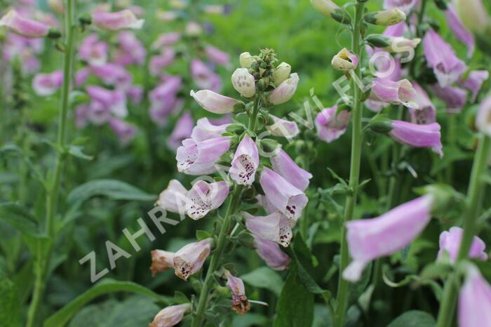 Náprstník červený 'Pollux Pink' - Digitalis purpurea 'Pollux Pink'