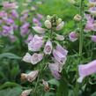 Náprstník červený 'Pollux Pink' - Digitalis purpurea 'Pollux Pink'