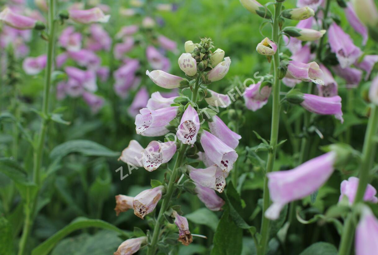 Náprstník červený 'Pollux Pink' - Digitalis purpurea 'Pollux Pink'