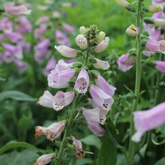Náprstník červený 'Pollux Pink' - Digitalis purpurea 'Pollux Pink'