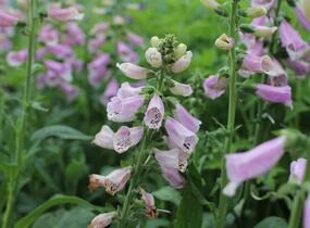 Náprstník červený 'Pollux Pink' - Digitalis purpurea 'Pollux Pink'