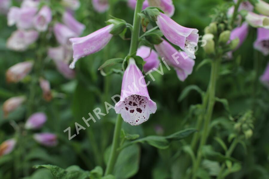 Náprstník červený 'Pollux Pink' - Digitalis purpurea 'Pollux Pink'