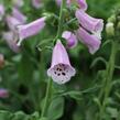 Náprstník červený 'Pollux Pink' - Digitalis purpurea 'Pollux Pink'