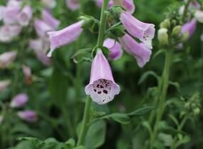 Náprstník červený 'Pollux Pink' - Digitalis purpurea 'Pollux Pink'
