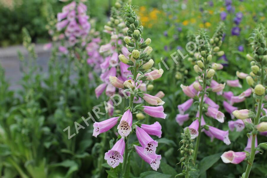 Náprstník červený 'Pollux Pink' - Digitalis purpurea 'Pollux Pink'