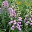 Náprstník červený 'Pollux Pink' - Digitalis purpurea 'Pollux Pink'