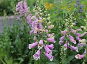 Náprstník červený 'Pollux Pink' - Digitalis purpurea 'Pollux Pink'